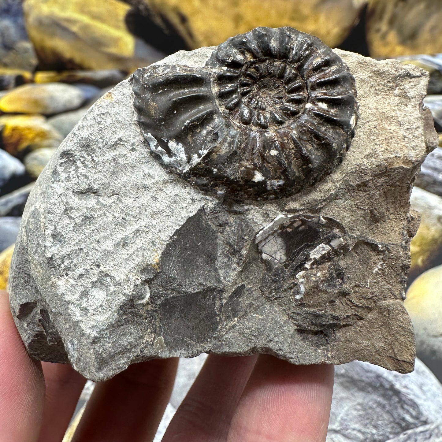 Amaltheus subnodosus ammonite fossil - Whitby, North Yorkshire Jurassic Coast, Yorkshire Fossils