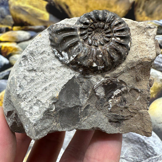 Amaltheus subnodosus ammonite fossil - Whitby, North Yorkshire Jurassic Coast, Yorkshire Fossils