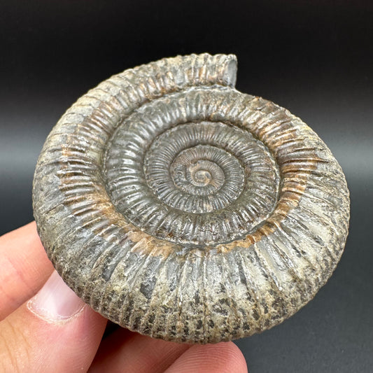 Dactylioceras Ammonite Fossil With Box And Stand - Whitby, North Yorkshire Jurassic Coast Yorkshire Fossils