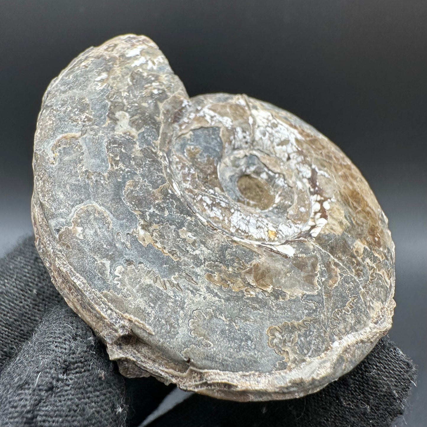 Hildoceras Bifrons Ammonite fossil with box and stand - Whitby, North Yorkshire Jurassic Coast, Yorkshire Fossils from the Jurassic Coast