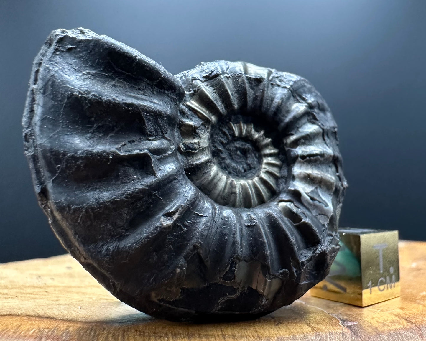 Asteroceras Ammonite fossil with box and stand - Whitby, North Yorkshire Jurassic Coast Yorkshire Fossils