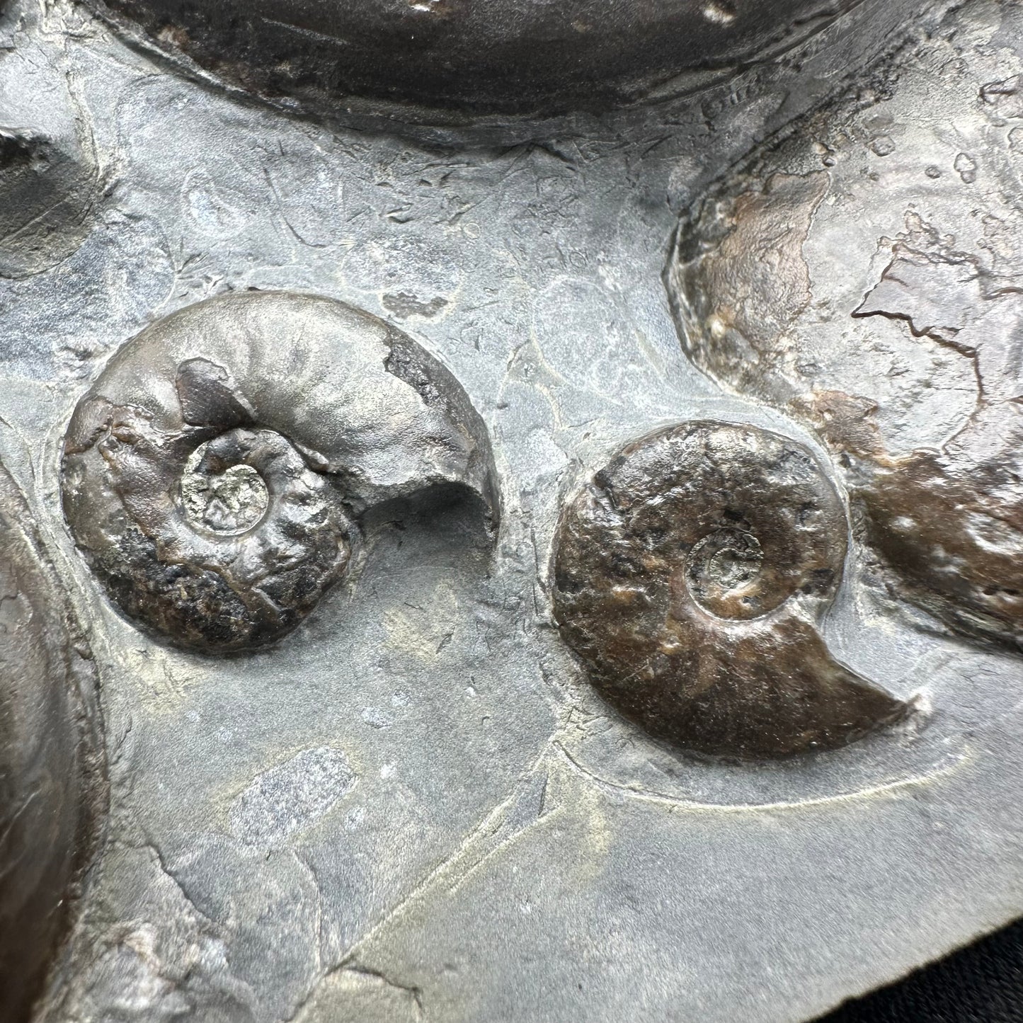 Eleganticeras Elegantulum ammonite fossil with stand - Whitby, North Yorkshire Jurassic Coast, Yorkshire Fossils