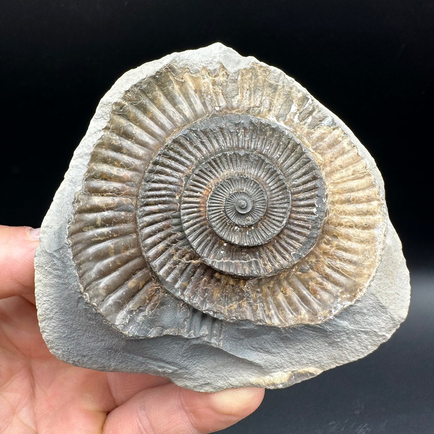 Dactylioceras Ammonite nodule (split pair) Fossil With Stand - Whitby, North Yorkshire Jurassic Coast Yorkshire Fossils