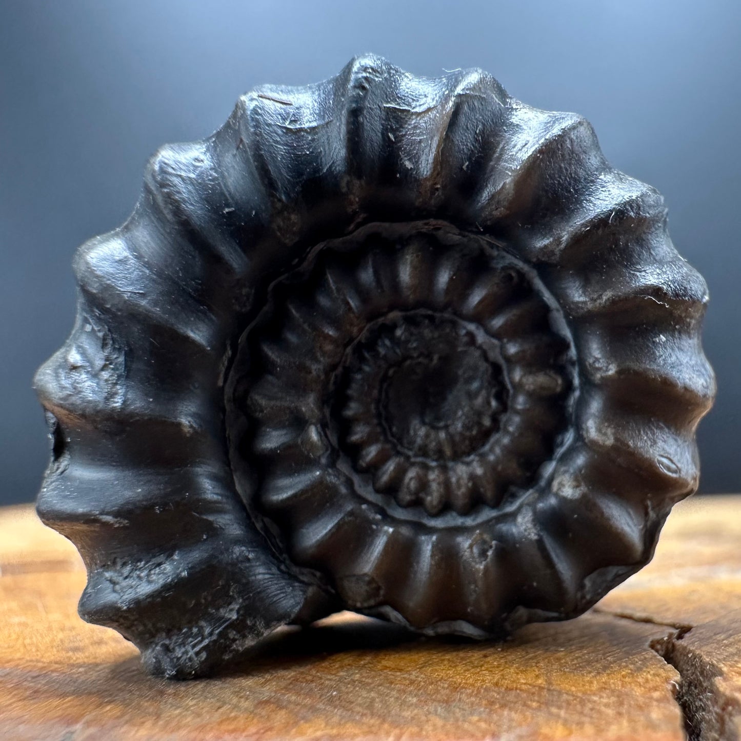 Gagaticeras Ammonite fossil with box and stand - Whitby, North Yorkshire Jurassic Coast Yorkshire Fossils