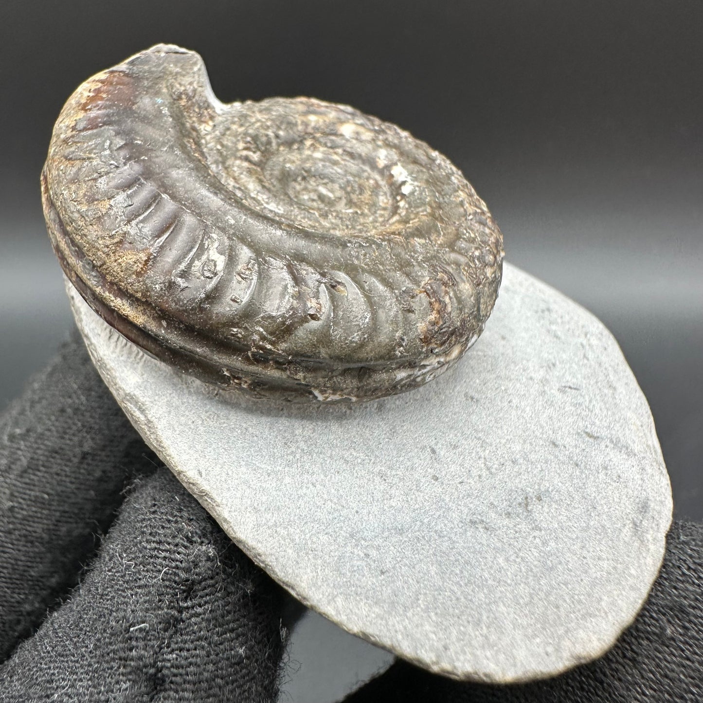 Hildoceras Bifrons Ammonite fossil with box and stand - Whitby, North Yorkshire Jurassic Coast, Yorkshire Fossils from the Jurassic Coast