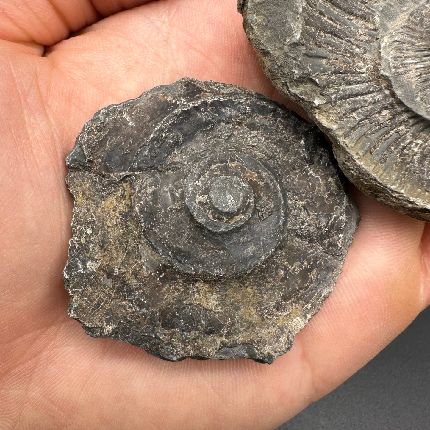 Dactylioceras imprint (negative) bundle ammonite shell fossil with box - Whitby, North Yorkshire, Yorkshire Fossils