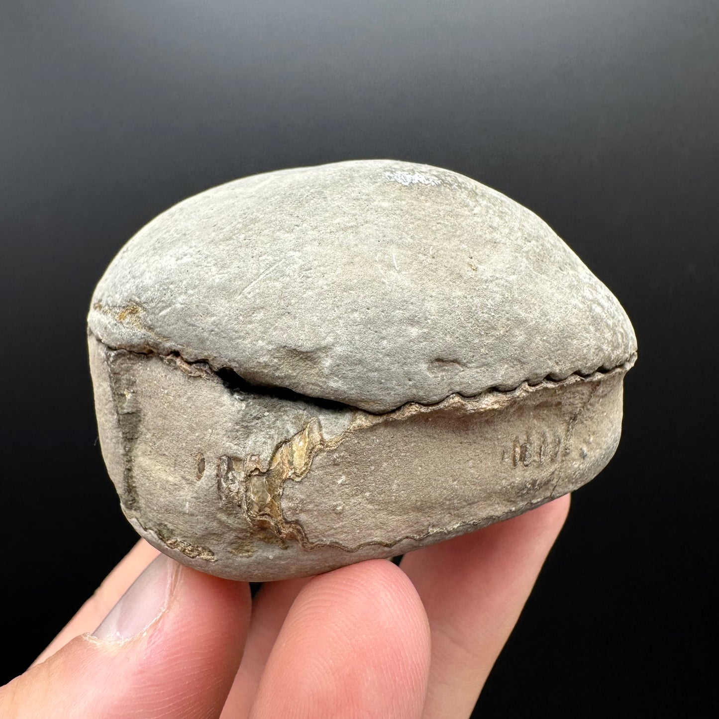 Dactylioceras Ammonite nodule (split pair) Fossil With Box And Stand - Whitby, North Yorkshire Jurassic Coast Yorkshire Fossils