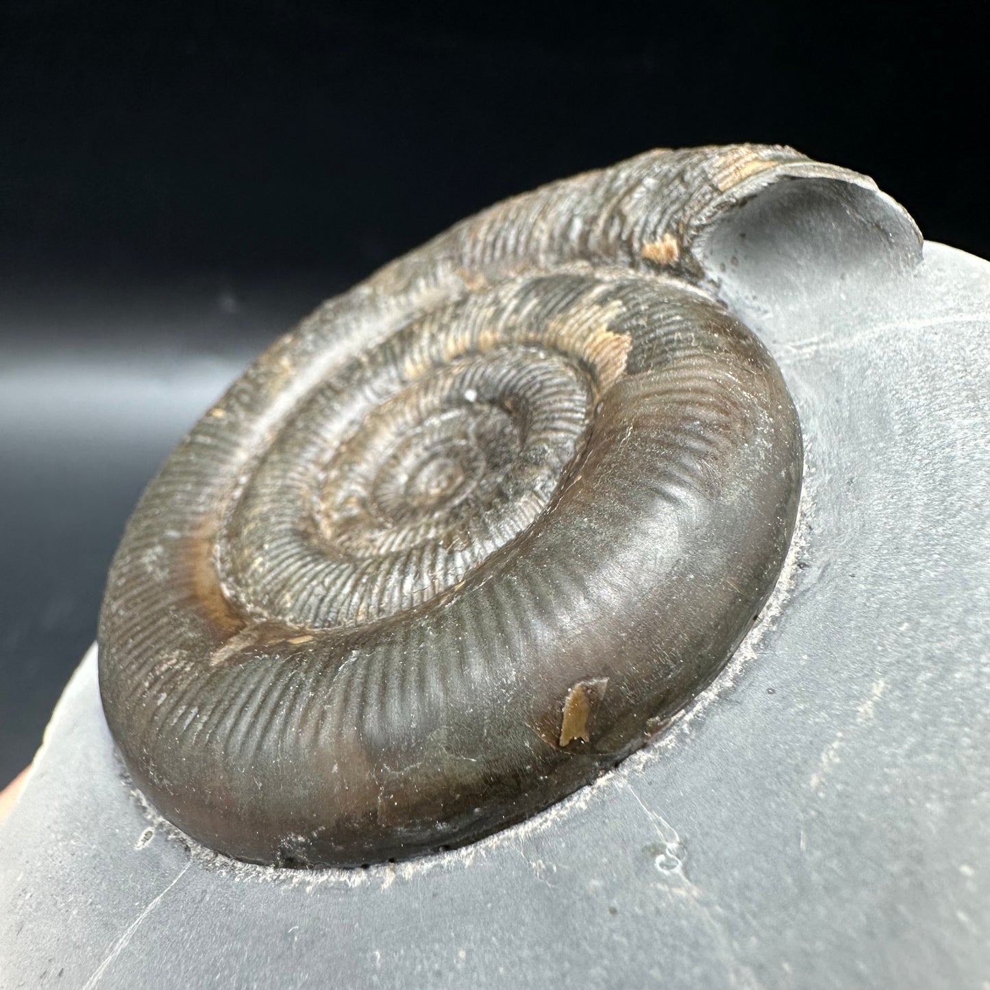 Dactylioceras tenuicostatum Ammonite fossil with box and stand - Whitby, North Yorkshire Jurassic Coast