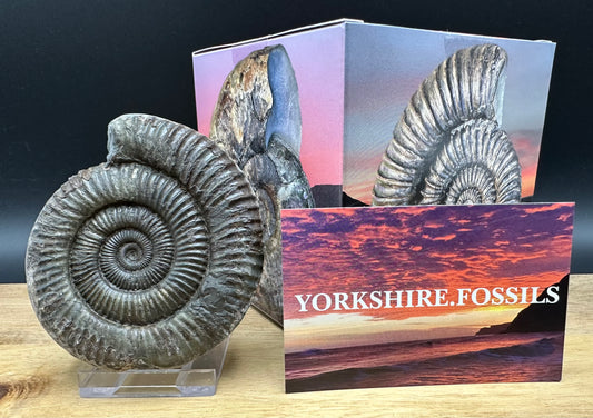Dactylioceras Ammonite Fossil With box and Stand - Whitby, North Yorkshire Jurassic Coast Yorkshire Fossils