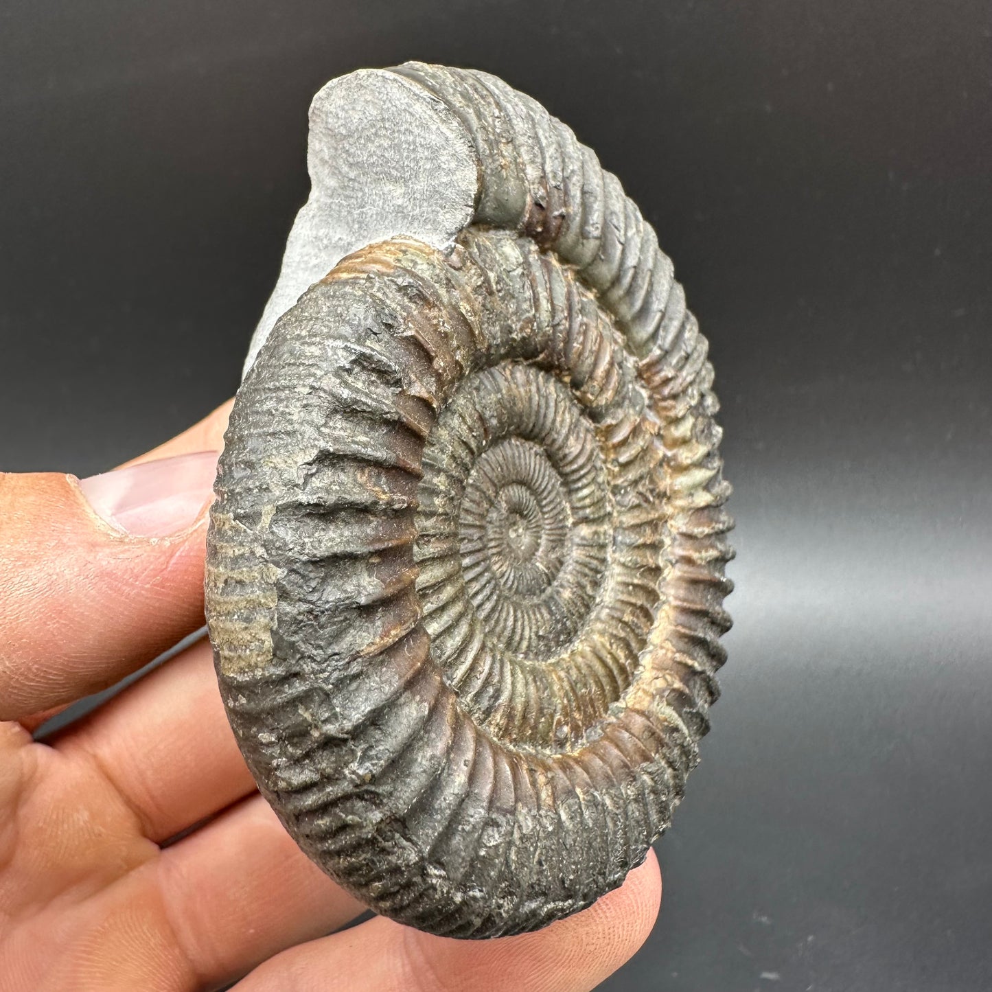 Dactylioceras Ammonite Fossil With Box And Stand - Whitby, North Yorkshire Jurassic Coast Yorkshire Fossils