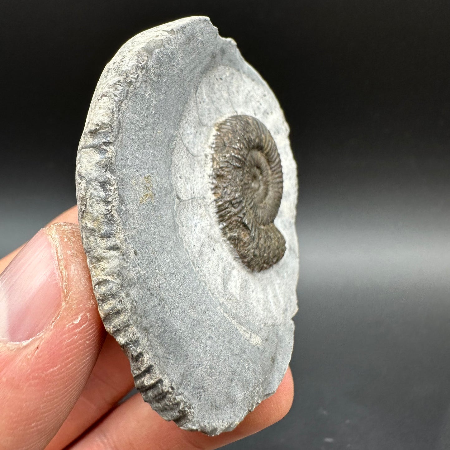Dactylioceras Ammonite Fossil With Box And Stand - Whitby, North Yorkshire Jurassic Coast Yorkshire Fossils
