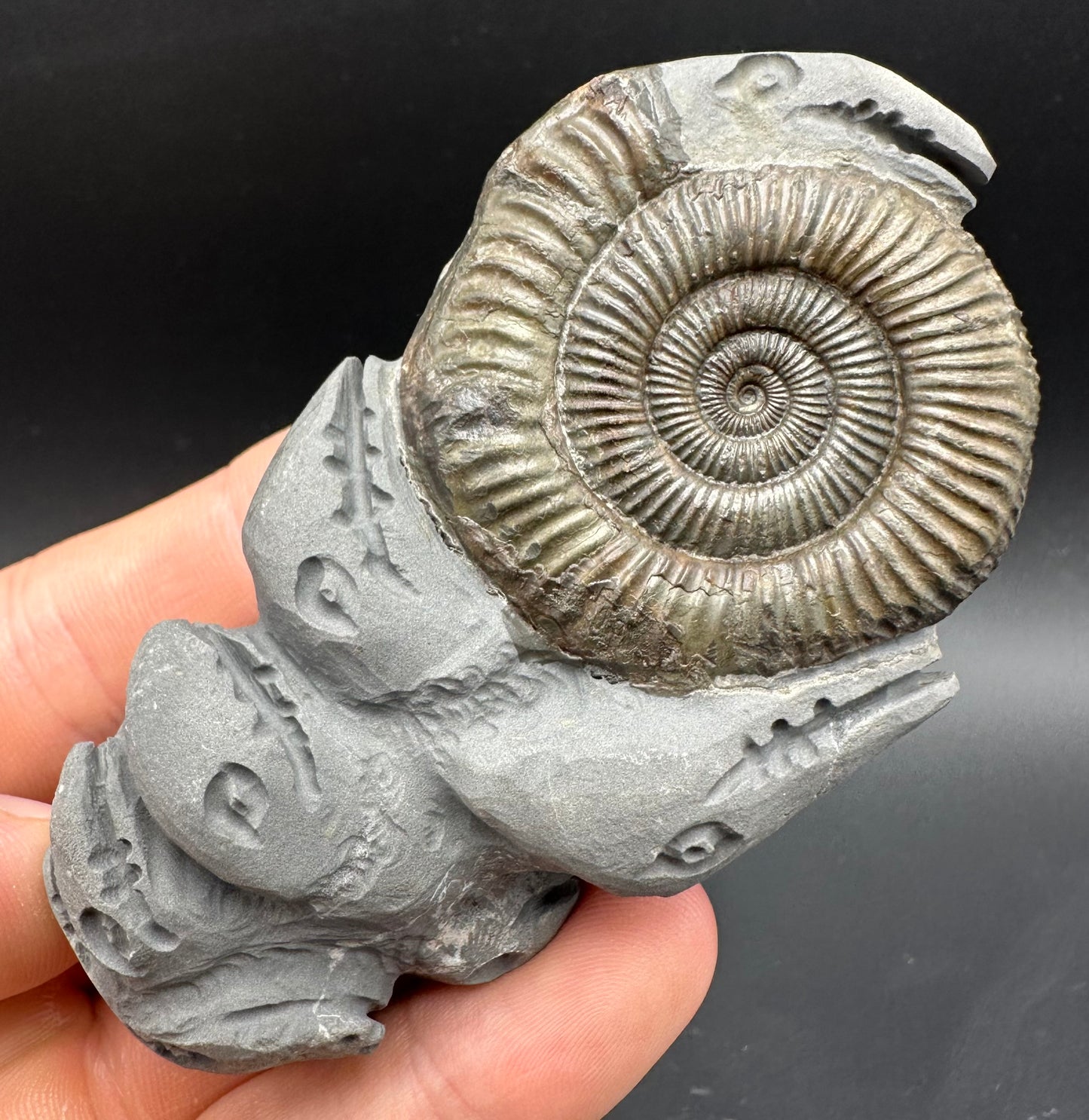Hydra Snakestone Ammonite Fossil With Bag/Box And Stand - Whitby, North Yorkshire Jurassic Coast Yorkshire Fossils