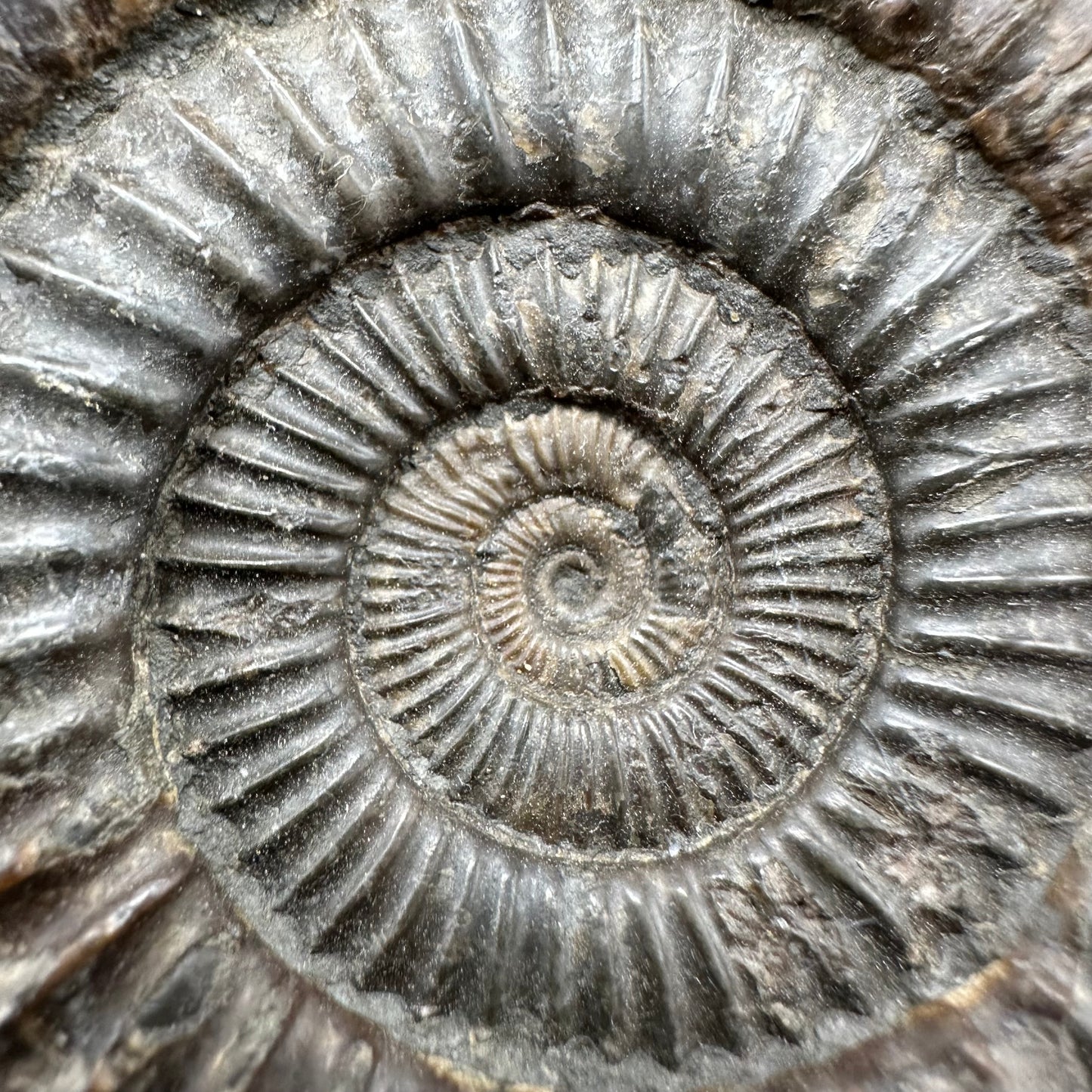 Dactylioceras Ammonite Fossil With Box And Stand - Whitby, North Yorkshire Jurassic Coast Yorkshire Fossils