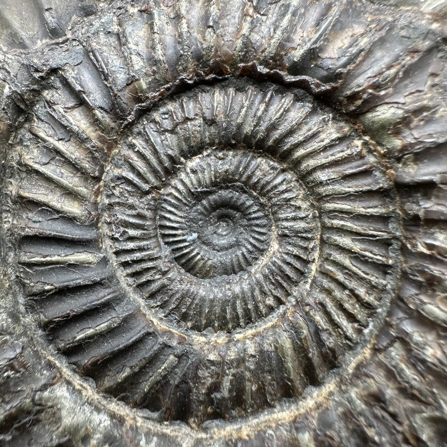 Dactylioceras Ammonite Fossil With Box And Stand - Whitby, North Yorkshire Jurassic Coast Yorkshire Fossils