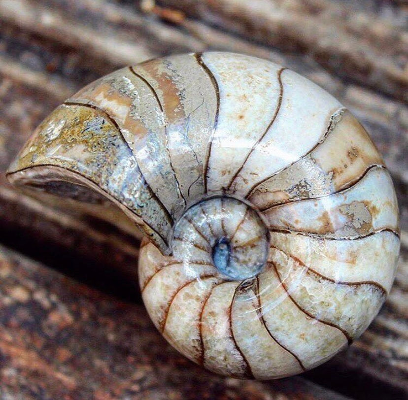 Yorkshire.Fossils logo