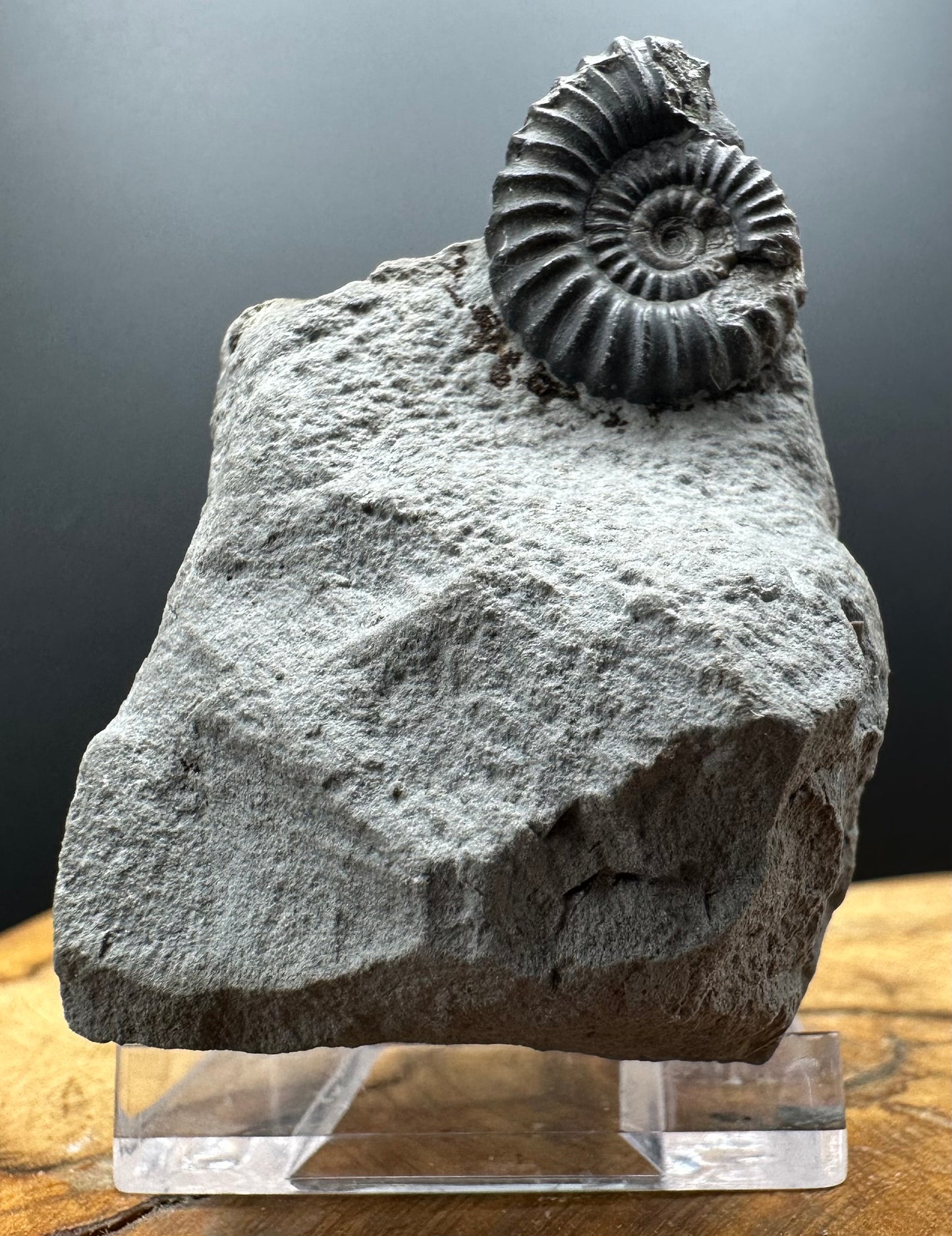 Promicroceras Ammonite shell fossil with box and stand - Whitby, North Yorkshire Jurassic Coast Yorkshire Fossils