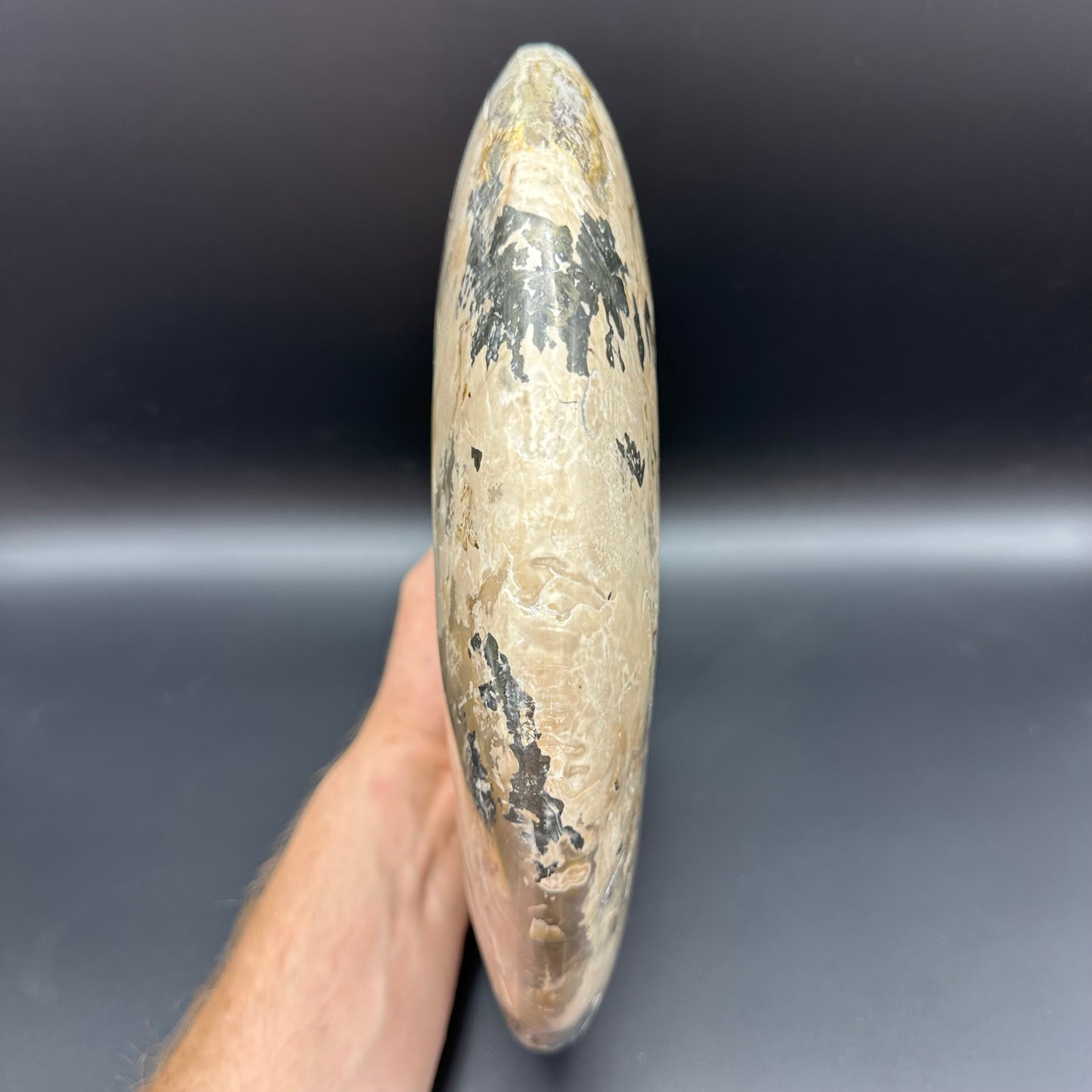 Cleoniceras Ammonite Fossil With Stand - Cretaceous Ammonite Madagascar