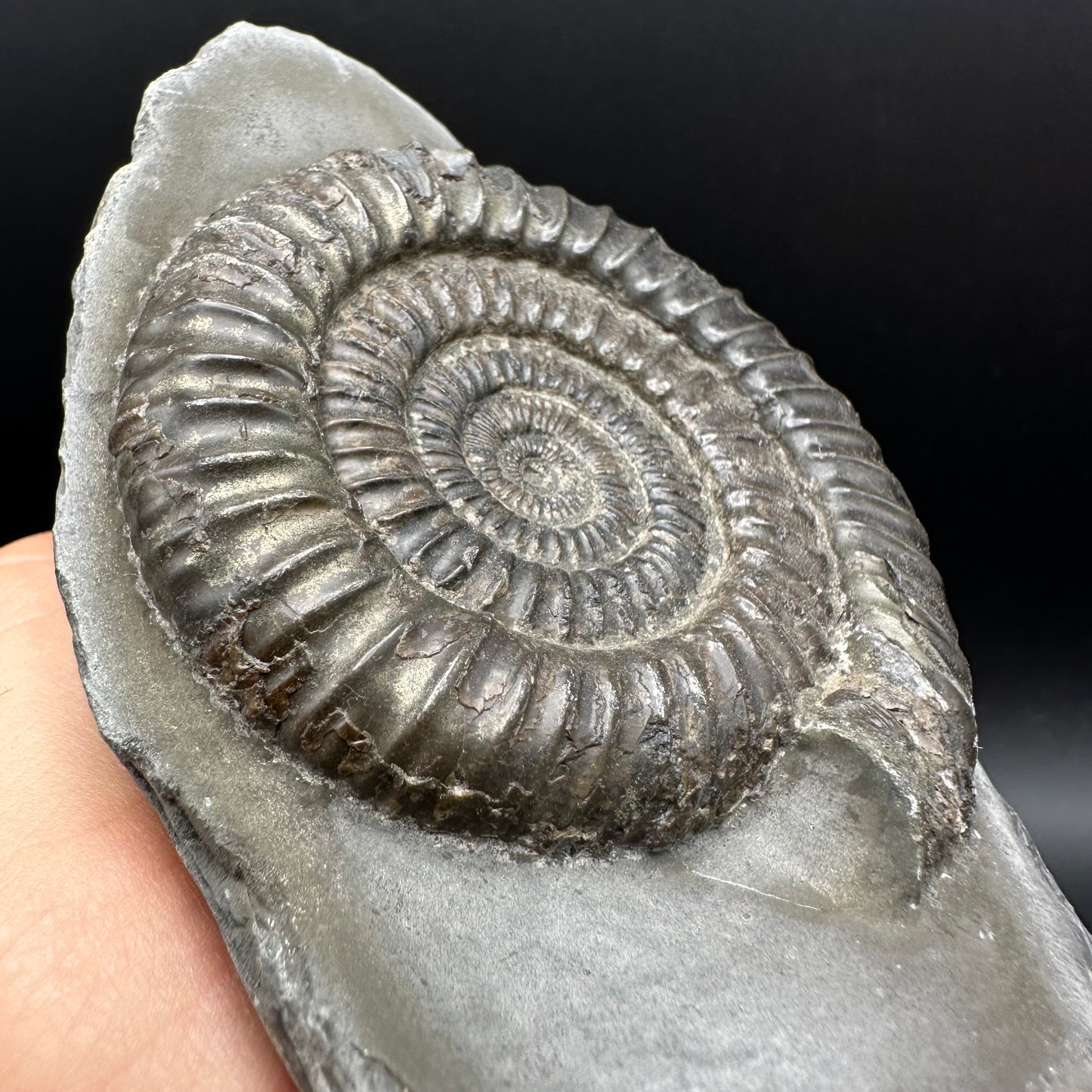 Dactylioceras Ammonite Fossil With Stand - Whitby, North Yorkshire Jurassic Coast Yorkshire Fossils
