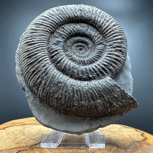 Dactylioceras semicelatum Ammonite fossil with stand - Whitby, North Yorkshire Jurassic Coast Yorkshire Fossils