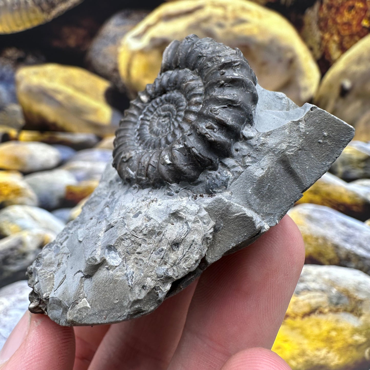 Gagaticeras finitimum ammonite fossil - Whitby, North Yorkshire