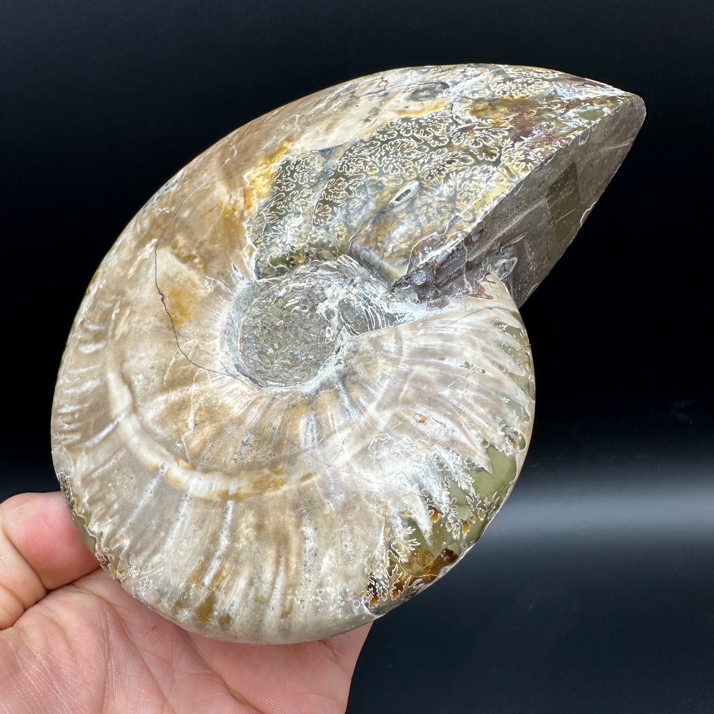 Cleoniceras Ammonite Fossil With Stand - Cretaceous Ammonite Madagascar