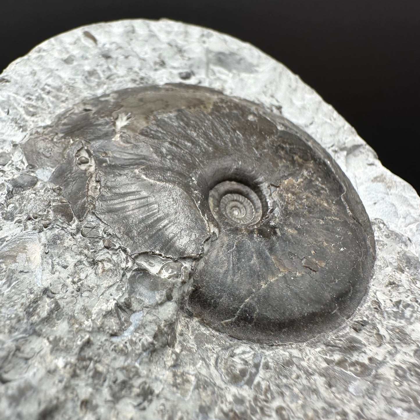 Oxynoticeras ammonite fossil with box and stand - Whitby, North Yorkshire Jurassic Coast Yorkshire Fossils