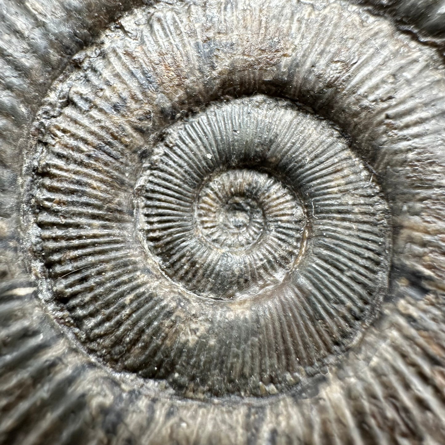Peronoceras turriculatum Ammonite fossil with box and stand - Whitby, North Yorkshire Jurassic Coast, Yorkshire fossils