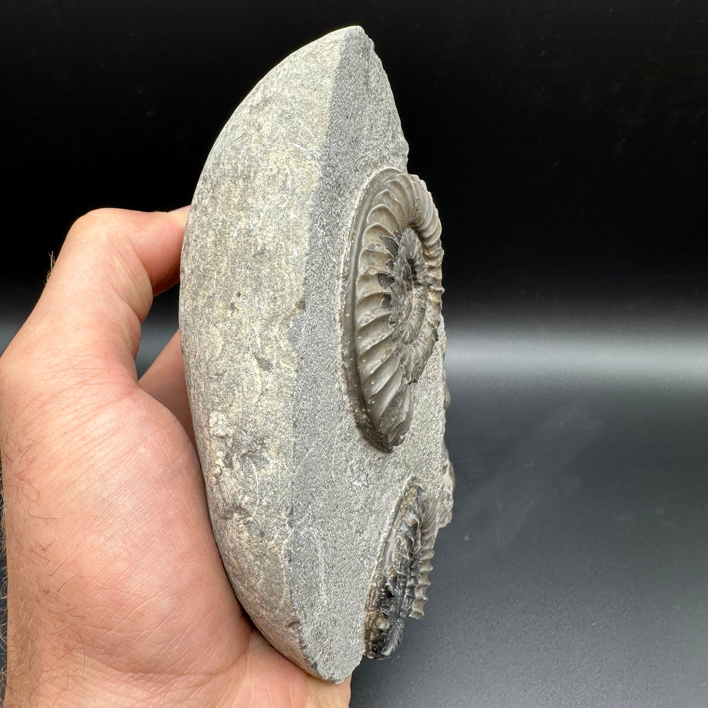 Arnioceras ammonite shell fossil with stand - Whitby, North Yorkshire Jurassic Coast Yorkshire Fossils