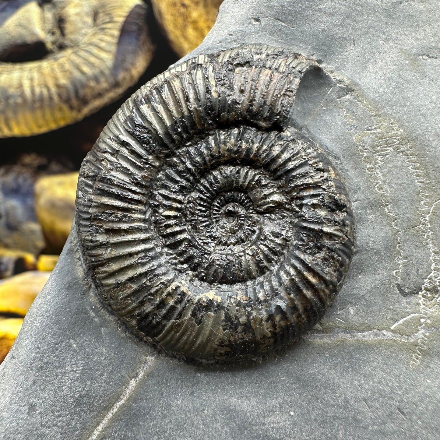 Dactylioceras semicelatum ammonite fossil - Whitby, North Yorkshire Jurassic Coast