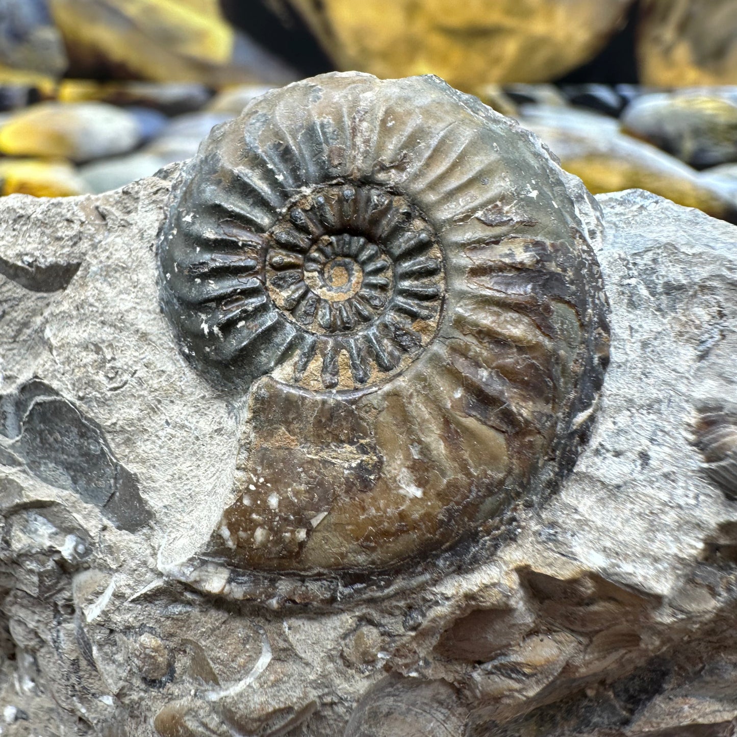 Amaltheus subnodosus ammonite fossil - Whitby, North Yorkshire