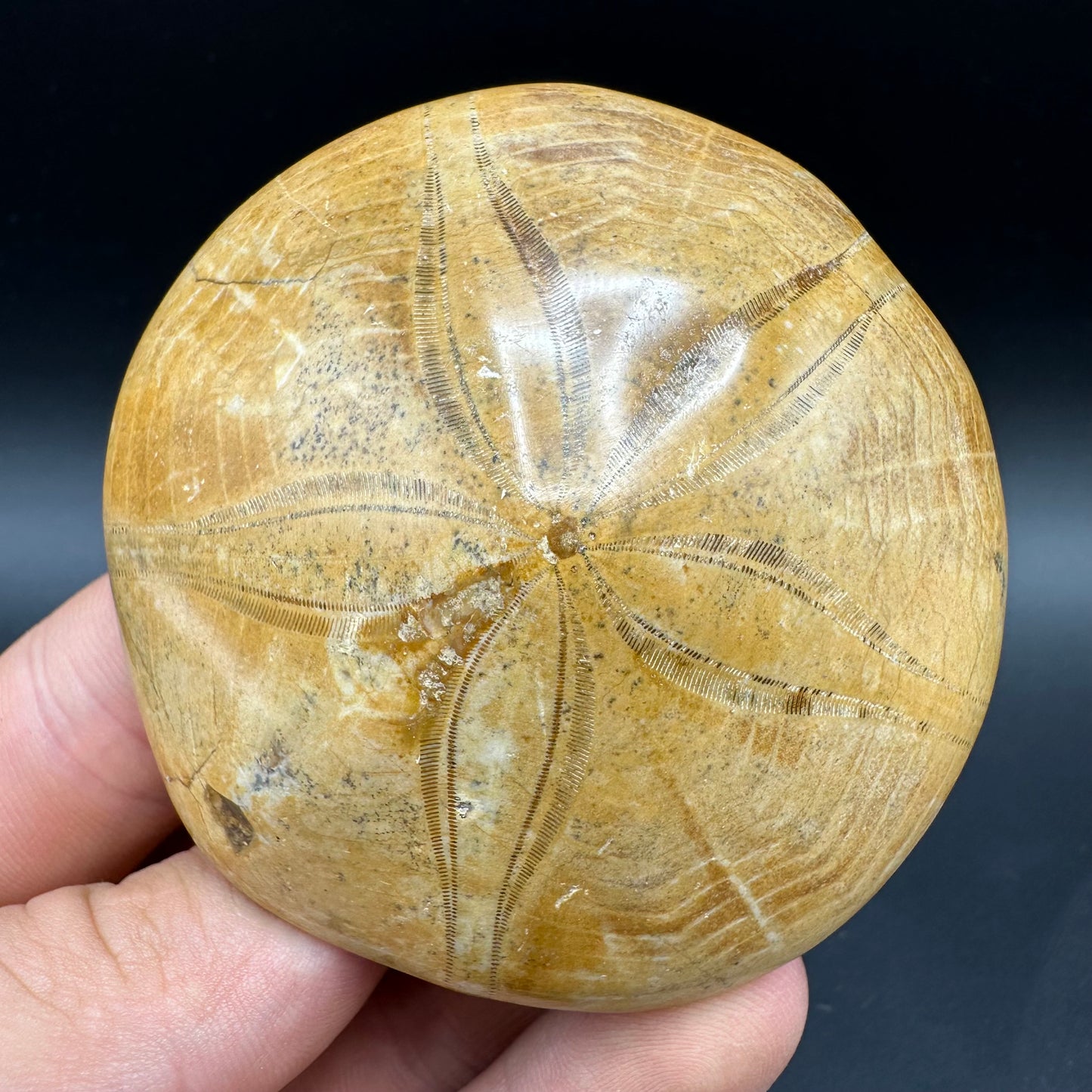 Holectypus Sea Urchin Fossil With Box And Stand - Middle Jurassic Madagascar
