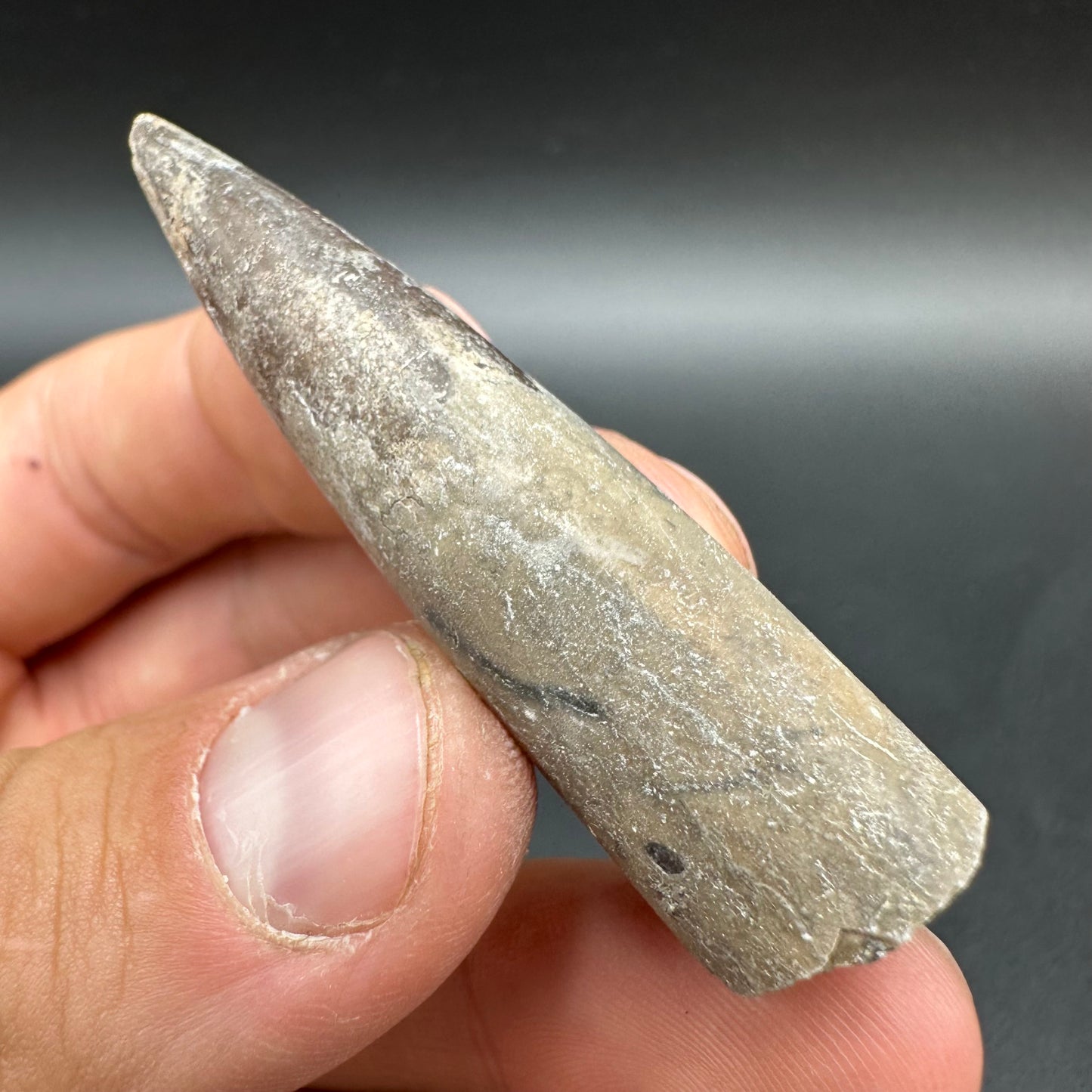 Belemnite (Fossil Squid) shell fossil - Whitby, North Yorkshire Jurassic Coast Yorkshire Fossils