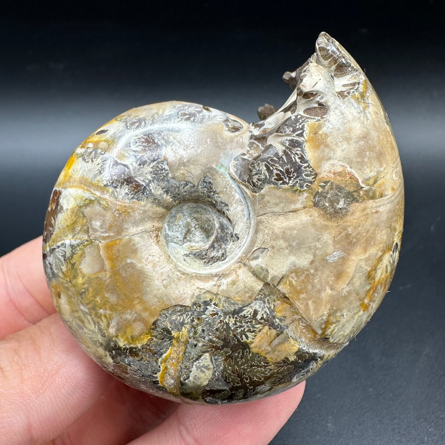 Puzosia Ammonite Fossil With Box And Stand - Cretaceous Ammonite Madagascar