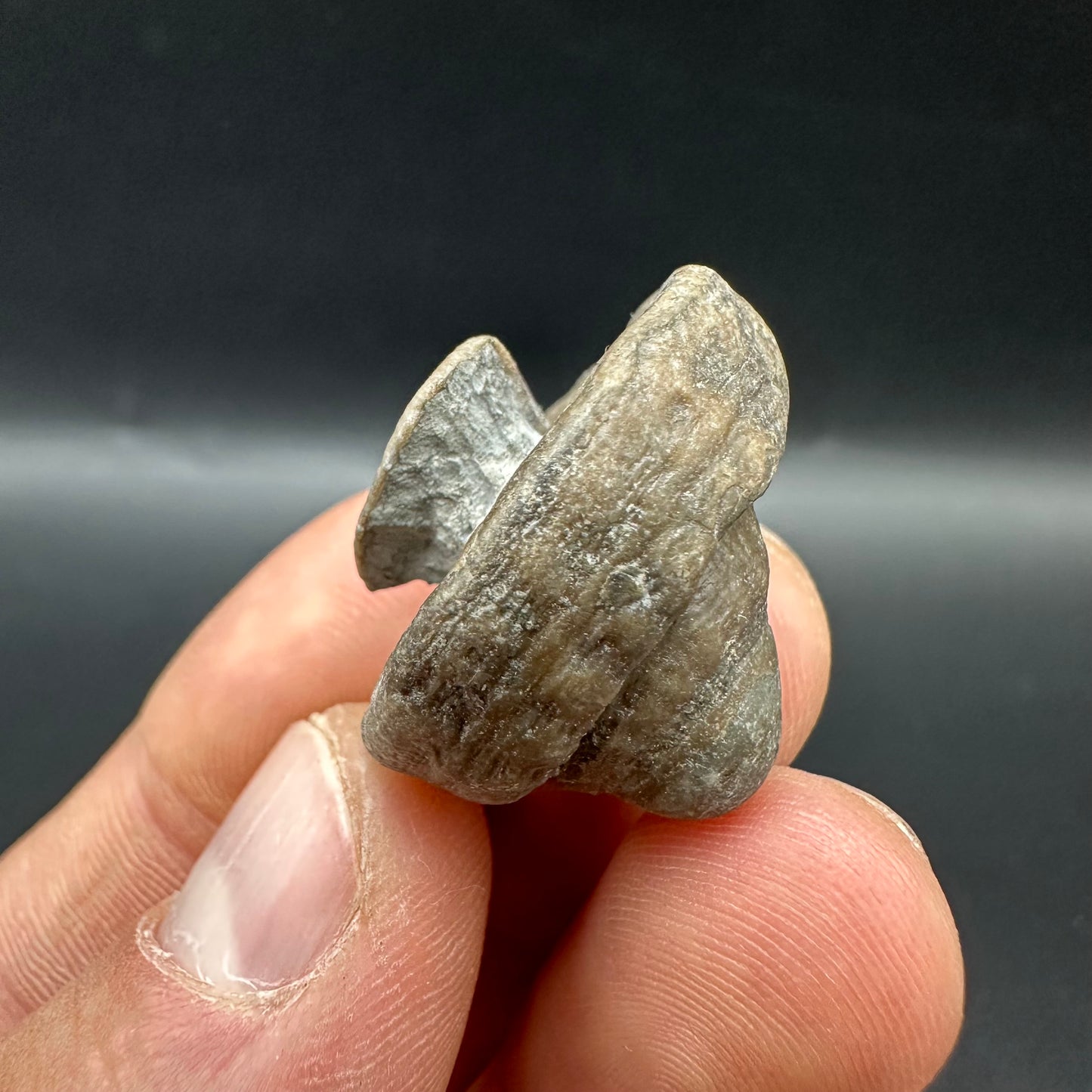 Gastropod Shell Fossil With Box And Stand - Whitby, North Yorkshire, Jurassic Coast, Yorkshire Fossils