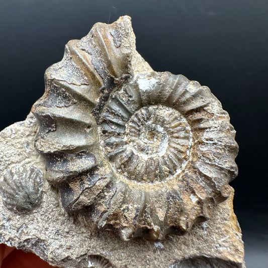 Androgynoceras capricornus Ammonite Fossil With Stand - Whitby, North Yorkshire Jurassic Coast Yorkshire Fossils