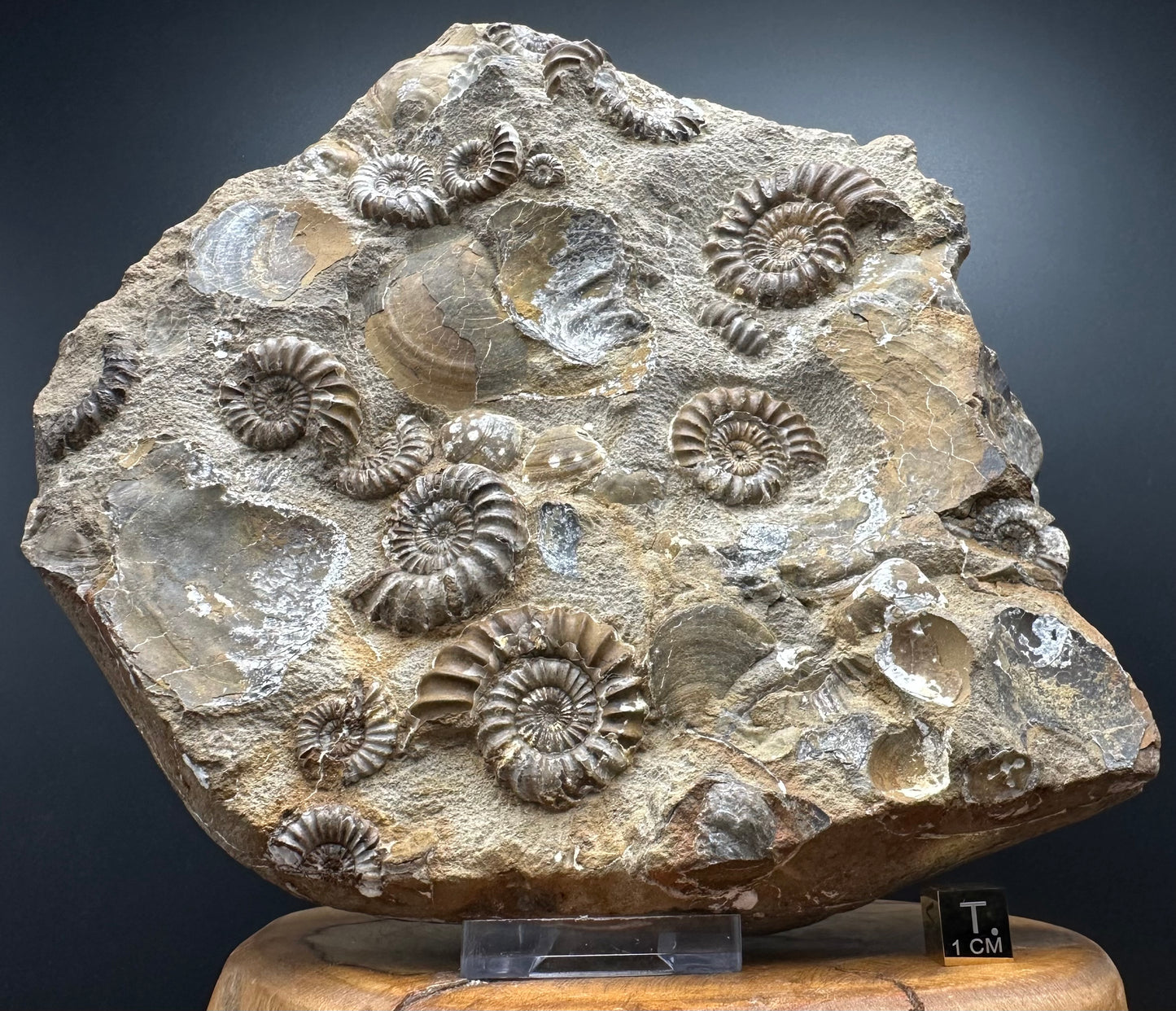 Androgynoceras capricornus Ammonite Fossil With Stand - Whitby, North Yorkshire Jurassic Coast Yorkshire Fossils