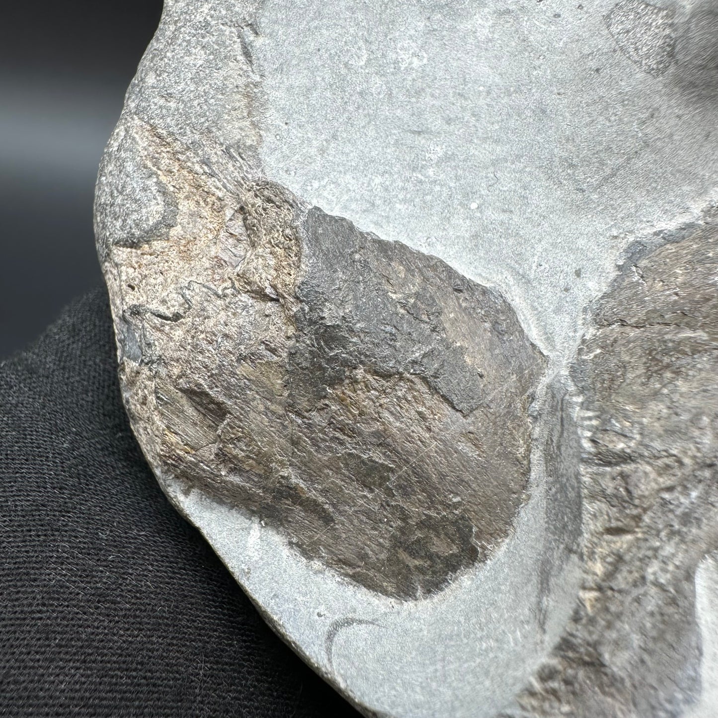 Gyrosteus Fish Bone fossil - Whitby, North Yorkshire, Jurassic Coast, Yorkshire Fossils