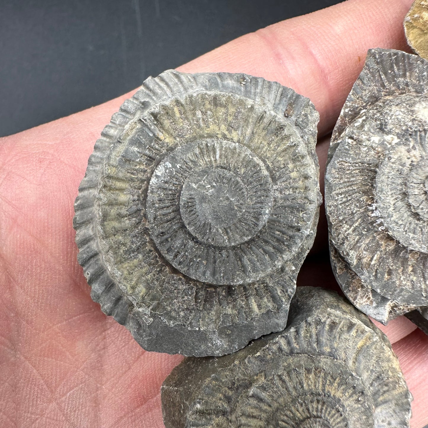 Dactylioceras imprint (negative) bundle ammonite shell fossil with box - Whitby, North Yorkshire, Yorkshire Fossils