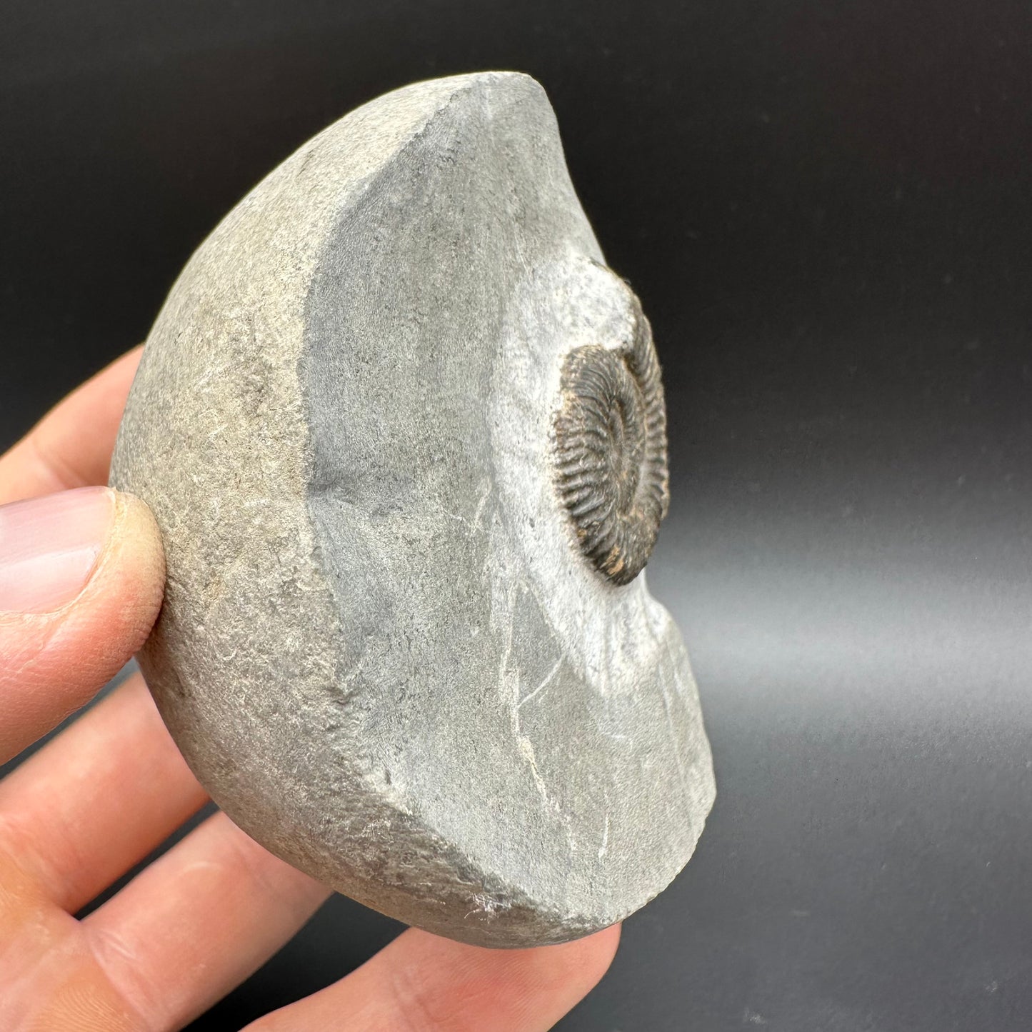 Dactylioceras Ammonite Fossil With Box And Stand - Whitby, North Yorkshire Jurassic Coast Yorkshire Fossils