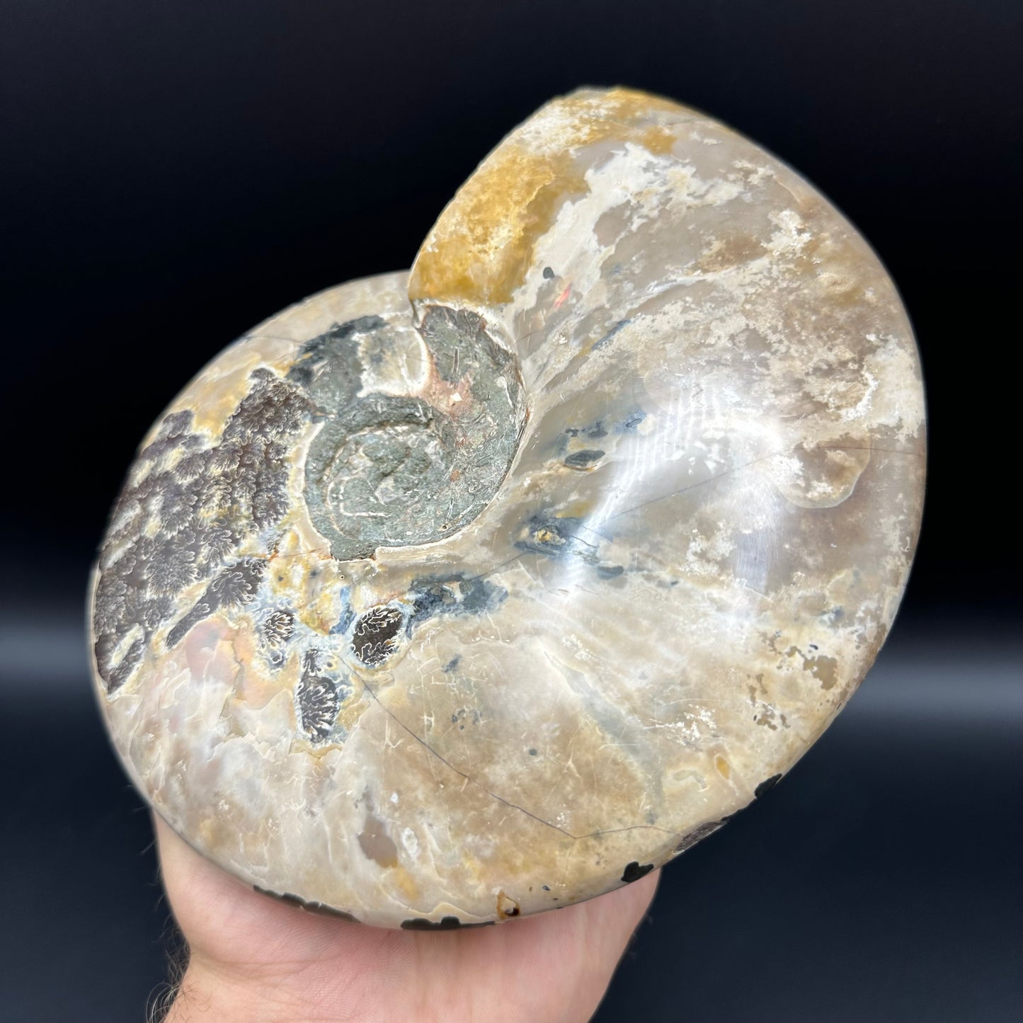 Cleoniceras Ammonite Fossil With Stand - Cretaceous Ammonite Madagascar