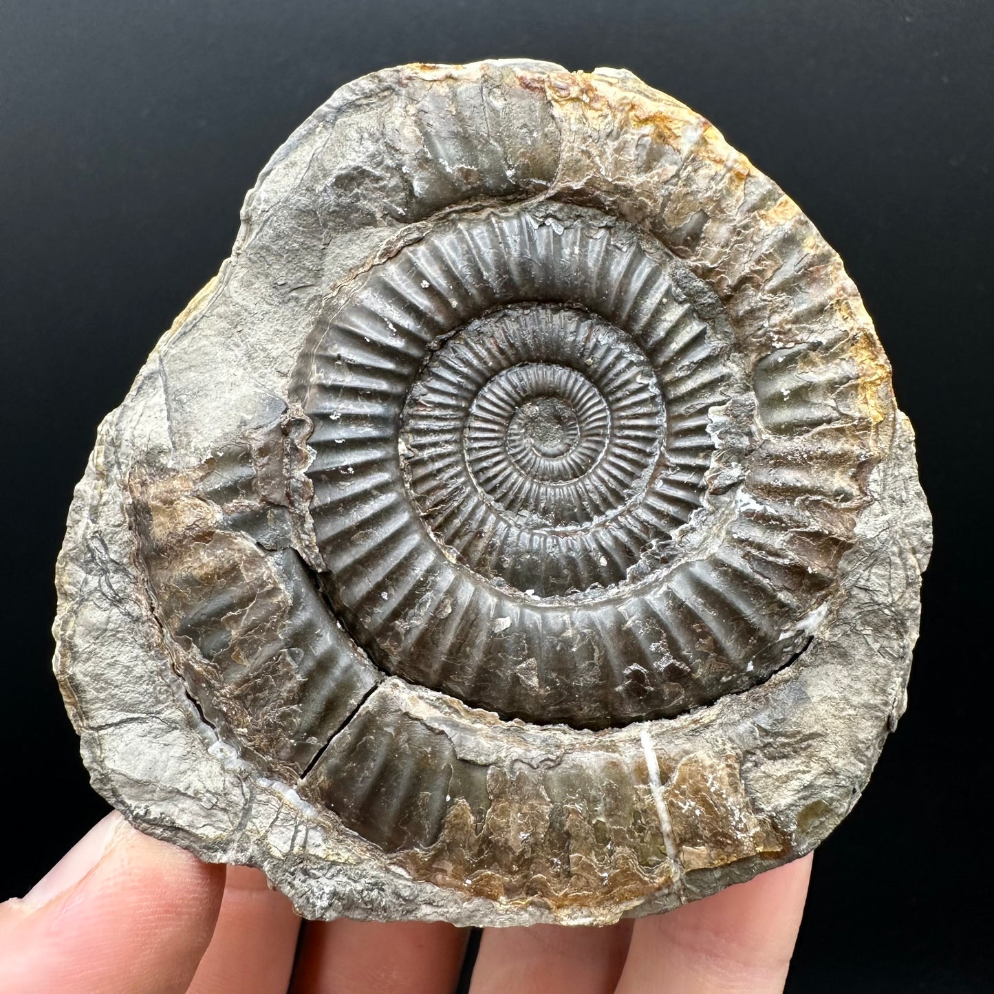 Dactylioceras Ammonite nodule (split pair) Fossil With Box And Stand - Whitby, North Yorkshire Jurassic Coast Yorkshire Fossils