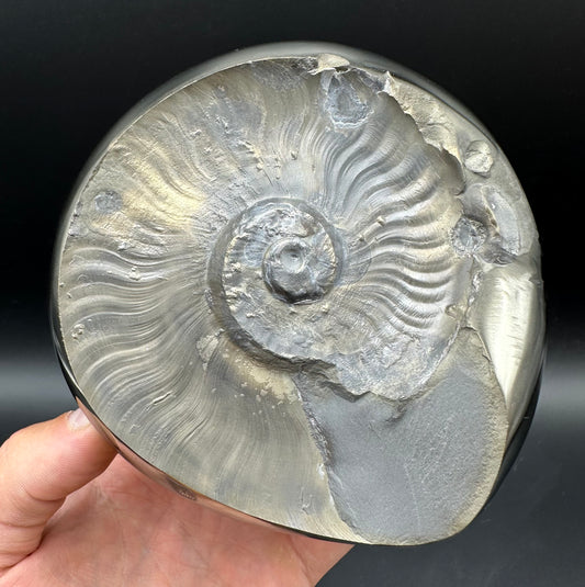 Golden Egg (GENUINE) Ammonite Fossil With Stand - Whitby, North Yorkshire Jurassic Coast Yorkshire Fossils