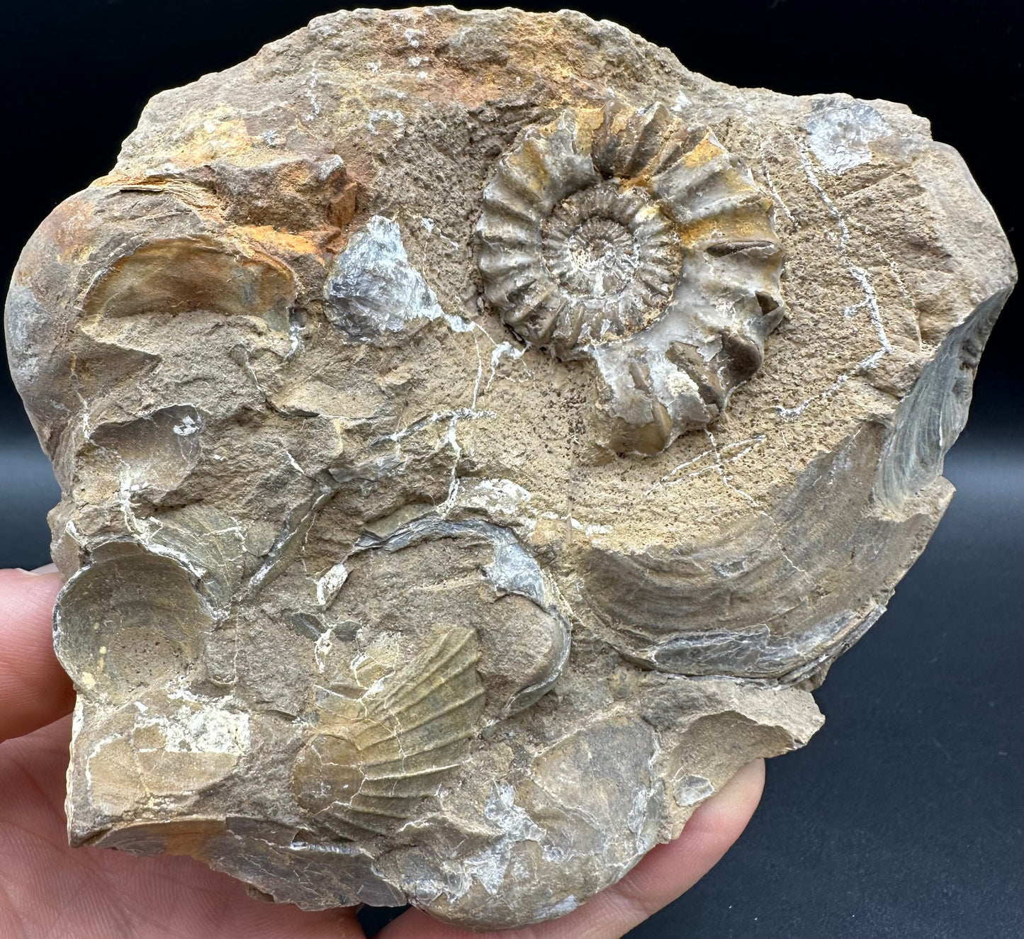 Androgynoceras capricornus Ammonite fossil - Whitby, North Yorkshire Jurassic Coast Yorkshire Fossils