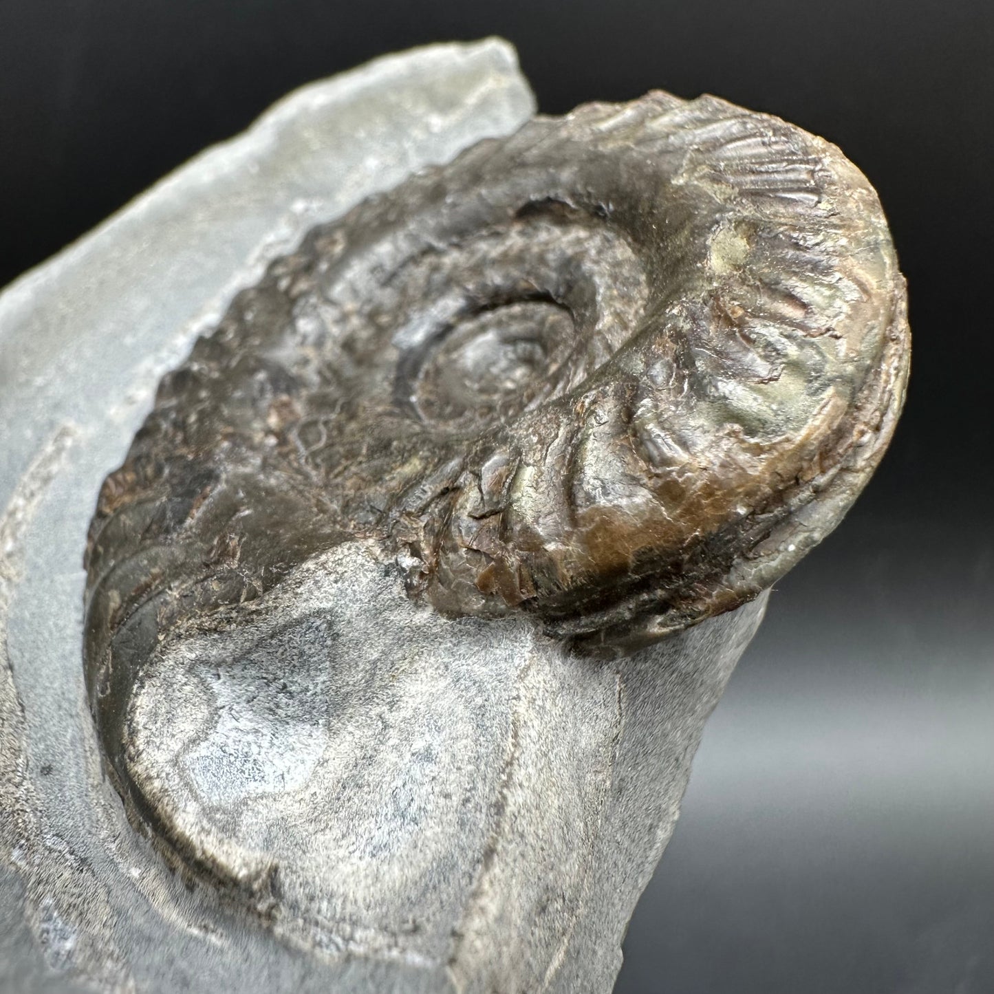 Hildoceras lusitanicum Ammonite fossil with box and stand - Whitby, North Yorkshire, Jurassic Coast, Yorkshire Fossils from the Jurassic Coast