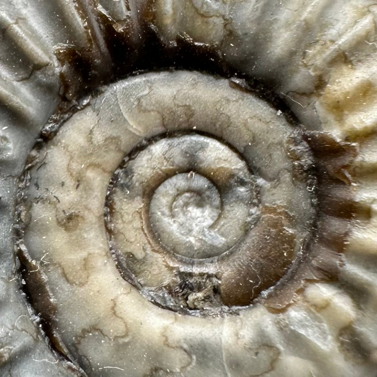 Arnioceras ammonite shell fossil with stand - Whitby, North Yorkshire Jurassic Coast Yorkshire Fossils