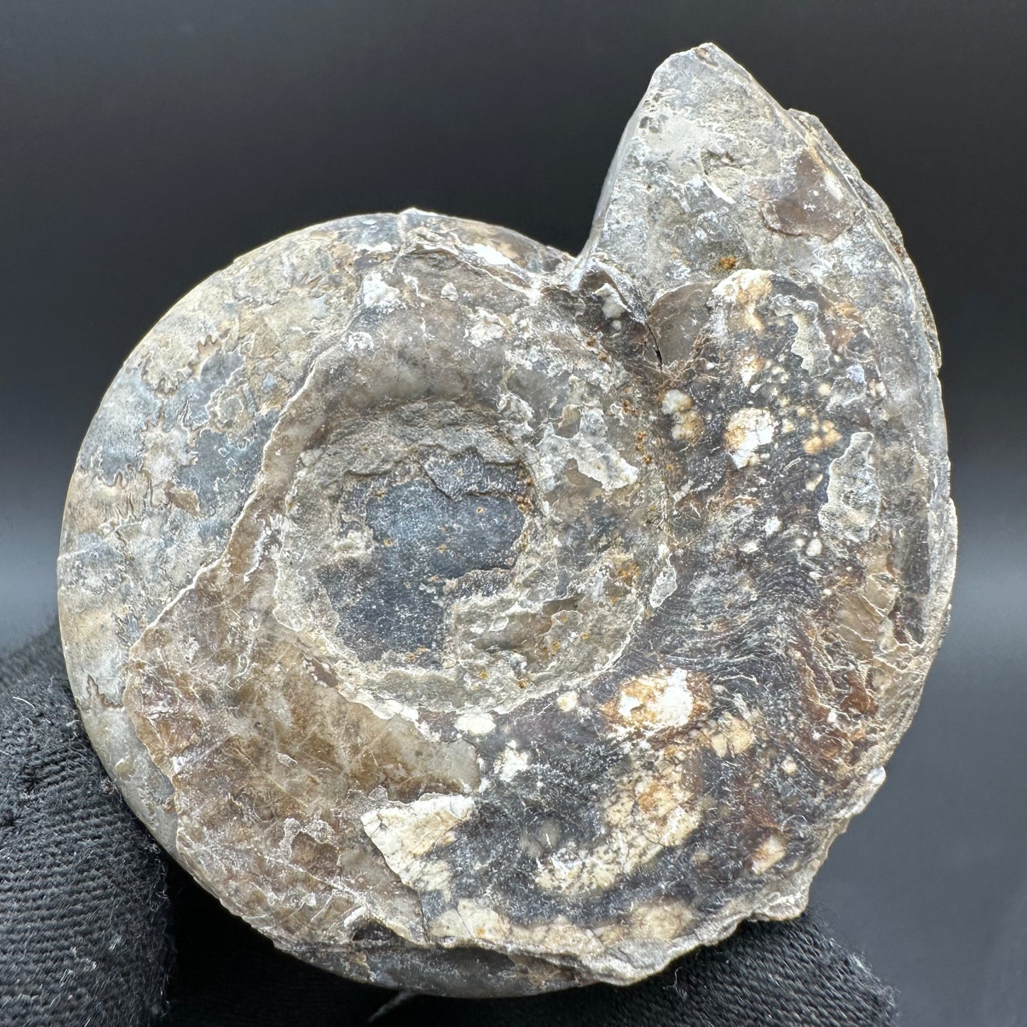 Hildoceras Bifrons Ammonite fossil with box and stand - Whitby, North Yorkshire Jurassic Coast, Yorkshire Fossils from the Jurassic Coast