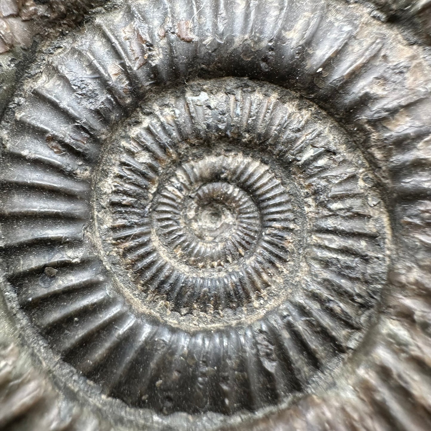 Dactylioceras Ammonite Fossil With Box And Stand - Whitby, North Yorkshire Jurassic Coast Yorkshire Fossils