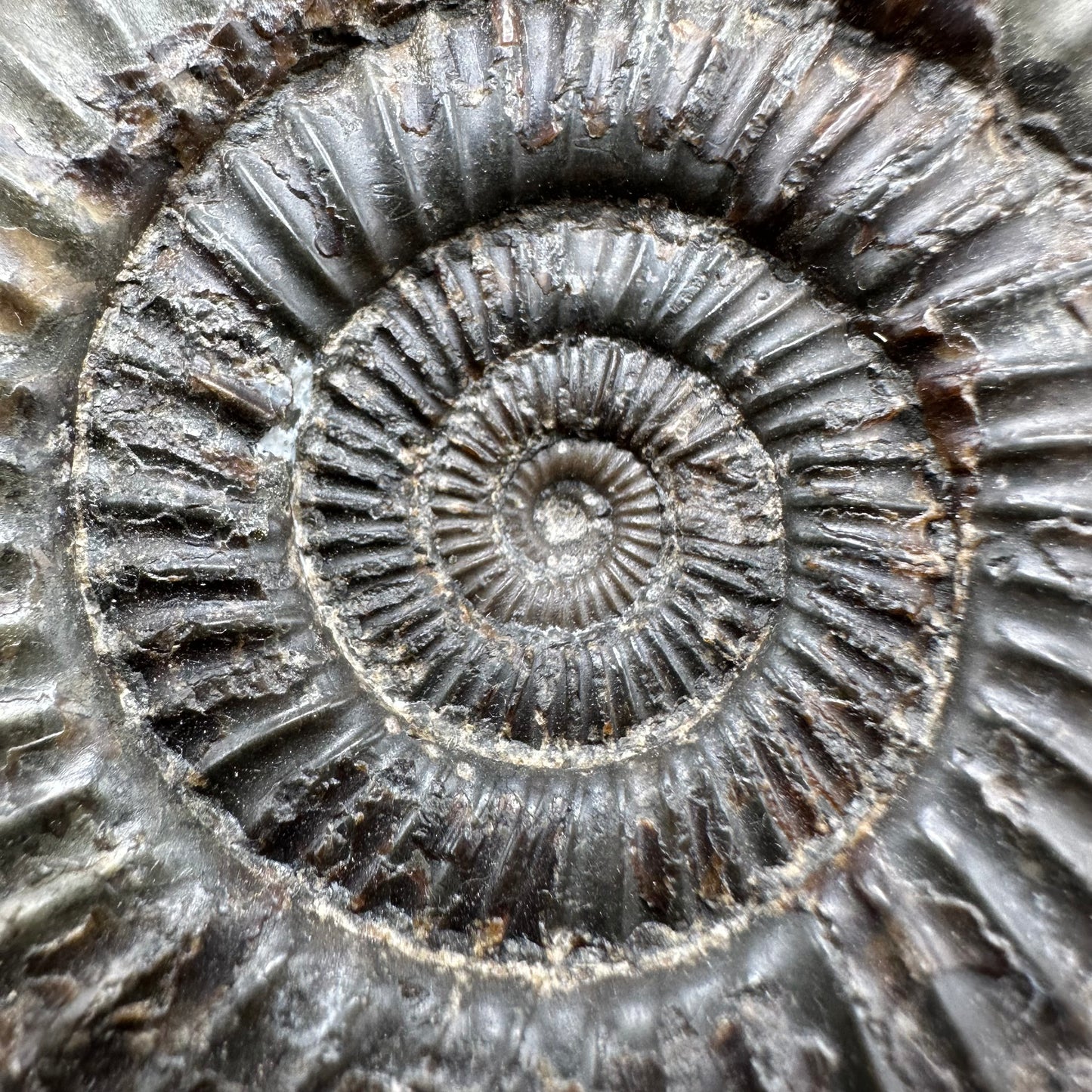 Dactylioceras Ammonite Fossil With box and Stand - Whitby, North Yorkshire Jurassic Coast Yorkshire Fossils