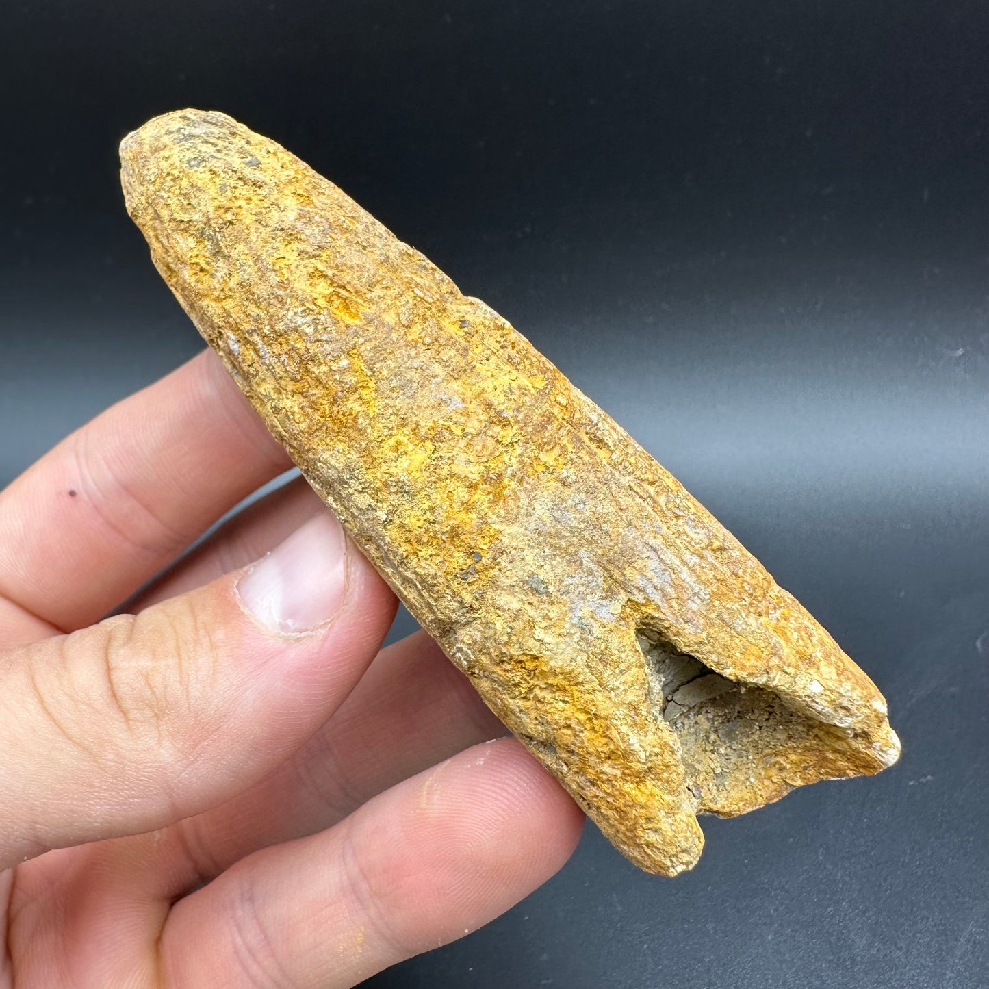 Belemnite (Fossil Squid) shell fossil with box and stand - Whitby, North Yorkshire Jurassic Coast Yorkshire Fossils