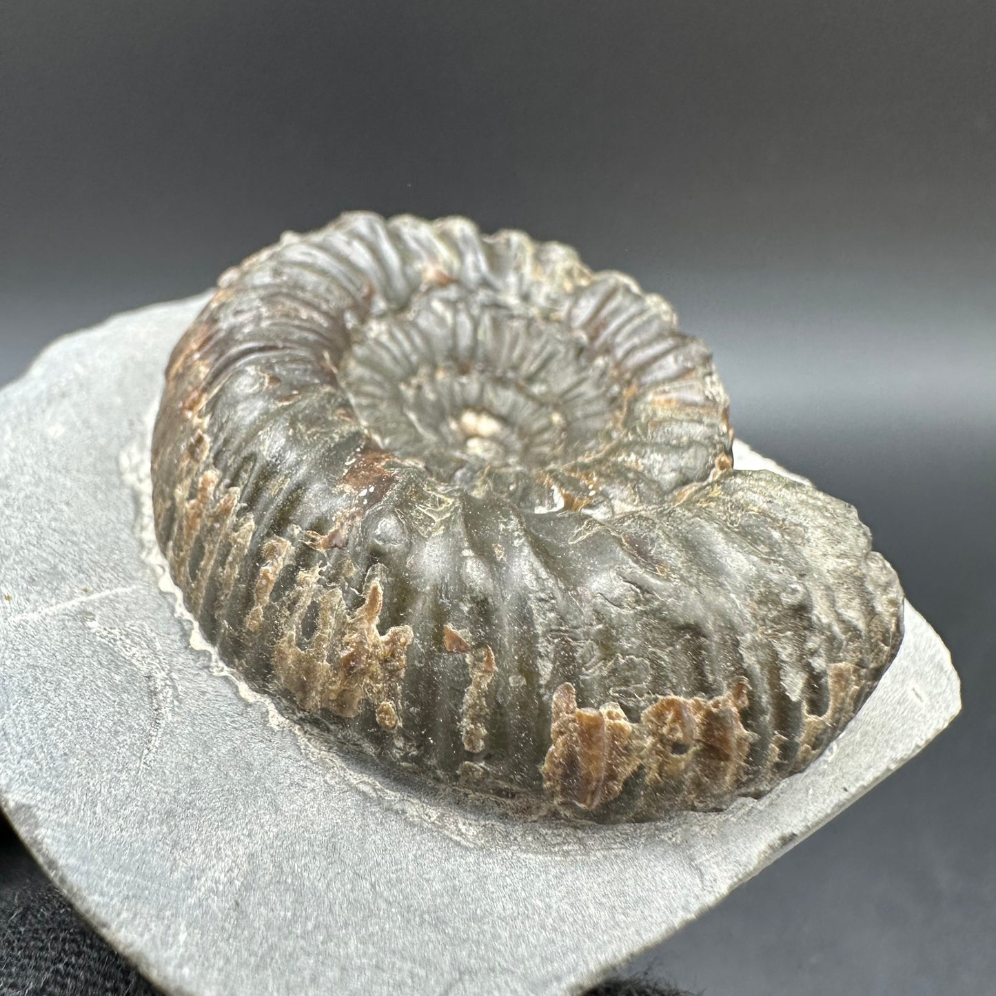 Peronoceras Sp. Ammonite fossil with box and stand - Whitby, North Yorkshire Jurassic Coast Yorkshire Fossils